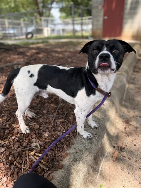 Shelter Stray Male Dog last seen CHARLOTTE, 8315 Byrum Dr, Charlotte, NC 28217, USA