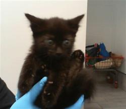 Shelter Stray Female Cat last seen CHARLOTTE, 8315 Byrum Dr, Charlotte, NC 28217, USA