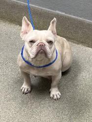 Shelter Stray Female Dog last seen Near BLOCK E FLAMINGO RD, LAS VEGAS NV 89119, Las Vegas, NV 89101