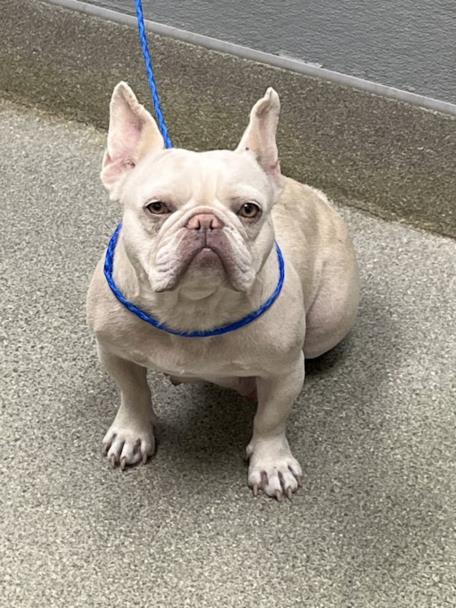 Shelter Stray Female Dog last seen Near BLOCK E FLAMINGO RD, LAS VEGAS NV 89119, Las Vegas, NV 89101