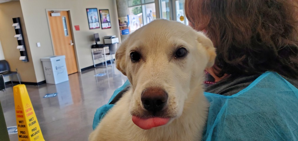 Shelter Stray Female Dog last seen Near BLOCK N HILLSIDE AVE, WICHITA KS 67219, Wichita, KS 67219