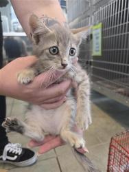 Shelter Stray Female Cat last seen Near BLOCK & WATSON RD, San Antonio, TX 78227