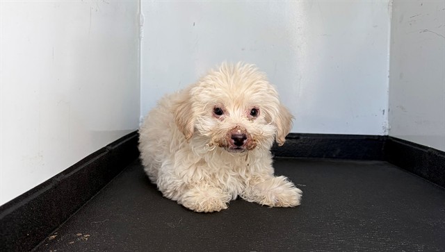 Shelter Stray Female Dog last seen Near BLK E CALIFORNIA AVE, BAKERSFIELD, CA, Bakersfield, CA 93307