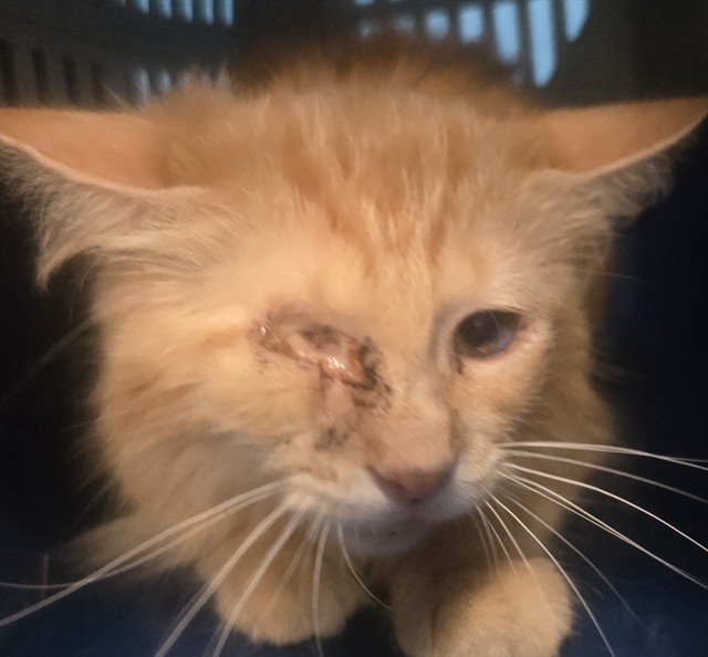 Shelter Stray Female Cat last seen INNSBRACK DR BAKERSFIELD, Bakersfield, CA 93307