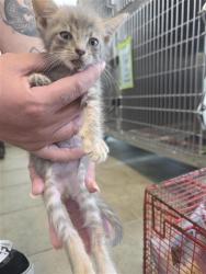 Shelter Stray Male Cat last seen Near BLOCK & WATSON RD, San Antonio, TX 78227