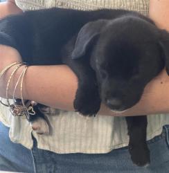 Shelter Stray Female Dog last seen CASTLE ROCK/TOYOTA DEALERSHIP, San Antonio, TX 78227