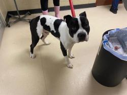 Shelter Stray Male Dog last seen Near BLOCK W COLLEGE AV, Milwaukee, WI 53215