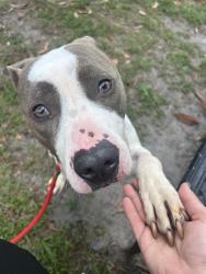 Shelter Stray Male Dog last seen Near BLOCK W MONROE ST, Jacksonville, FL 32204