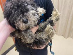 Shelter Stray Male Dog last seen Near BLOCK W HOPE AVE, Milwaukee, WI 53215