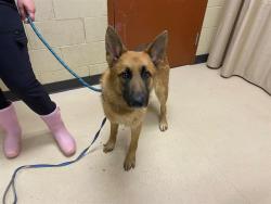 Shelter Stray Male Dog last seen 80TH SILVERSPRING, Milwaukee, WI 53215