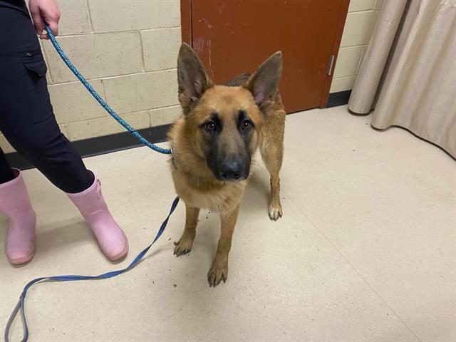 Shelter Stray Male Dog last seen 80TH SILVERSPRING, Milwaukee, WI 53215