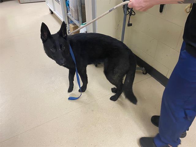 Shelter Stray Female Dog last seen 80TH SILVERSPRING, Milwaukee, WI 53215