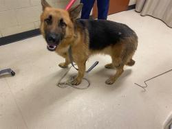 Shelter Stray Male Dog last seen 80TH SILVERSPRING, Milwaukee, WI 53215