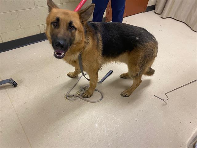 Shelter Stray Male Dog last seen 80TH SILVERSPRING, Milwaukee, WI 53215