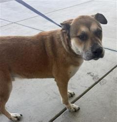 Shelter Stray Male Dog last seen Near BLOCK SANFORD DR, BAKERSFIELD CA 93308, Bakersfield, CA 93308