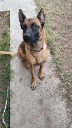 Shelter Stray Female Dog last seen Near BLOCK MING AVE, BAKERSFIELD CA 93309, Bakersfield, CA 93308