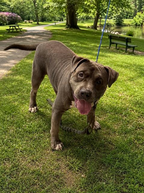 Shelter Stray Male Dog last seen Near BLOCK SW 237 TER, Doral, FL 33122