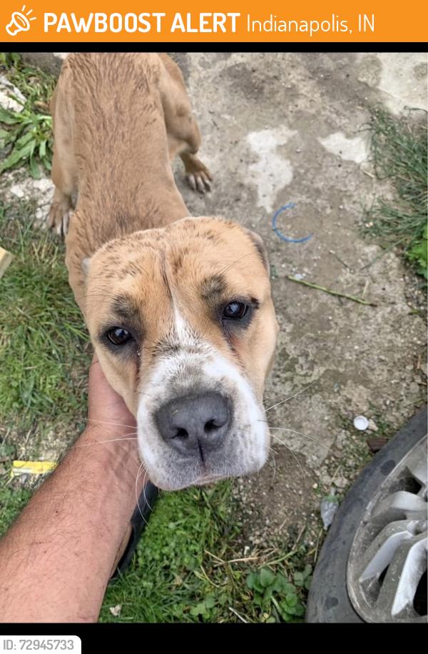 Found/Stray Female Dog last seen Dearborn st and Clayton st , Indianapolis, IN 46201