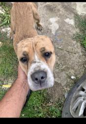 Found/Stray Female Dog last seen Dearborn st and Clayton st , Indianapolis, IN 46201