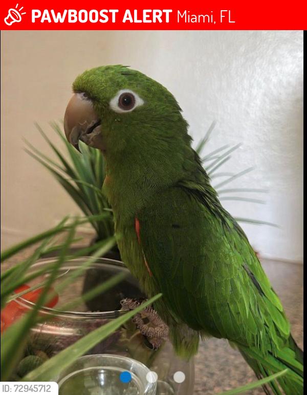 Lost Male Bird last seen Near the hse, Miami, FL 33157