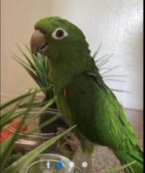 Lost Male Bird last seen Near the hse, Miami, FL 33157