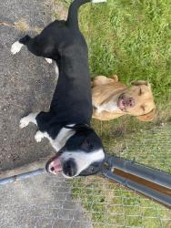 Found/Stray Male Dog last seen 57th and Alaska st , Tacoma, WA 98408