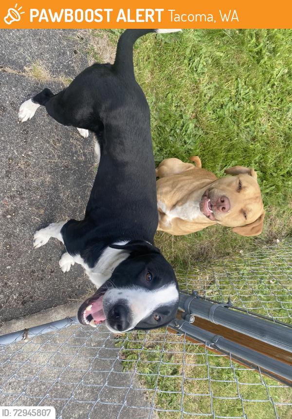 Found/Stray Male Dog last seen 57th and Alaska st , Tacoma, WA 98408
