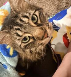 Reunited Male Cat last seen Father junipero Serra tel , Santee, CA 92071