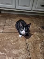 Reunited Female Cat last seen Higley/Broadway , Mesa, AZ 85206