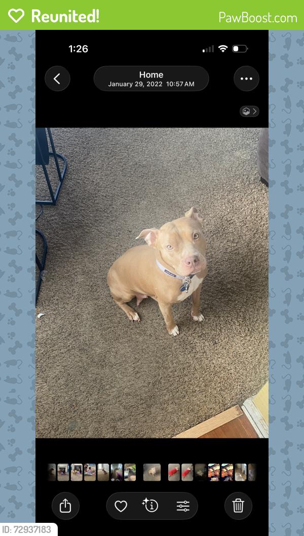 Reunited Female Dog last seen 38th St & Kessler, Indianapolis, IN 46228