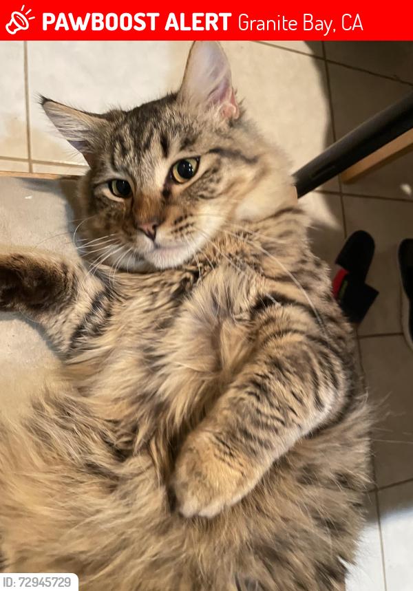 Lost Male Cat last seen Shadowbrook Dr, Granite Bay, CA 95746