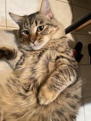 Lost Male Cat last seen Shadowbrook Dr, Granite Bay, CA 95746