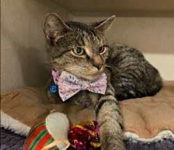 Reunited Female Cat last seen King Ave and Minniford Ave, The Bronx, NY 10464