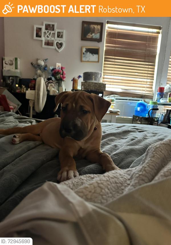 Found/Stray Female Dog last seen No, Robstown, TX 78380