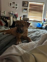 Found/Stray Female Dog last seen No, Robstown, TX 78380