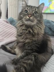 Lost Male Cat last seen Near Hammerberg cove, San Diego, CA 92124