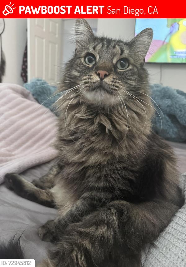 Lost Male Cat last seen Near Hammerberg cove, San Diego, CA 92124