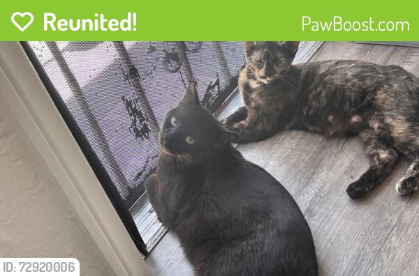 Reunited Male Cat last seen Near Compton Ave , Los Angeles, CA 90059