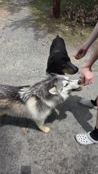 Found/Stray Unknown Dog last seen Near Elon st Winston salem, Winston-Salem, NC 27108