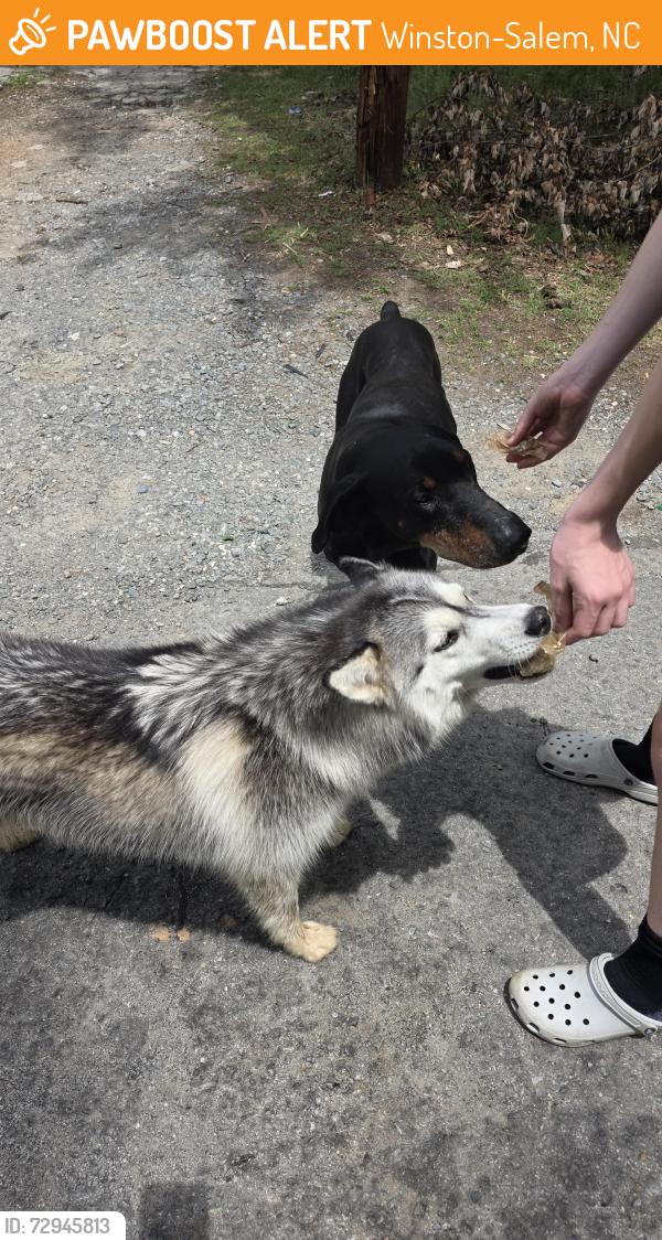 Found/Stray Unknown Dog last seen Near Elon st Winston salem, Winston-Salem, NC 27108