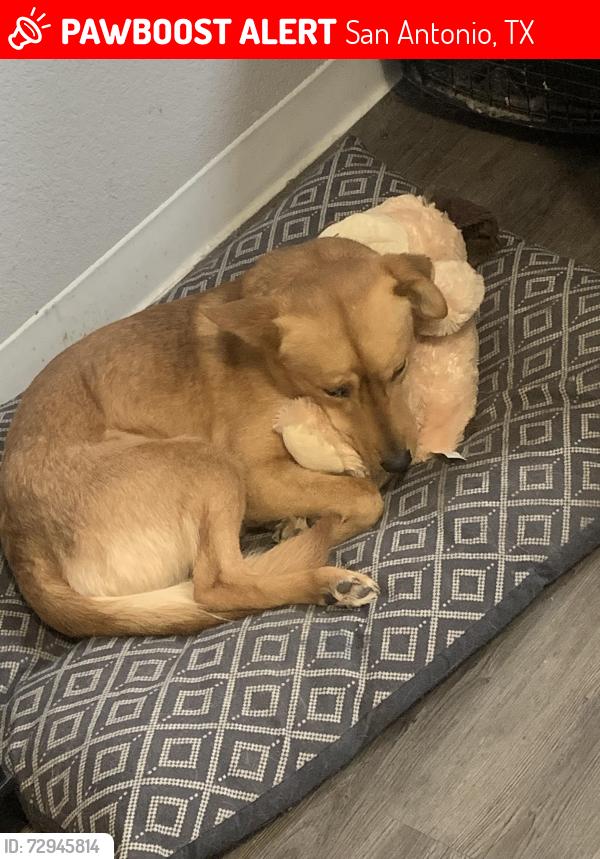 Lost Male Dog last seen John Glenn elementary , San Antonio, TX 78227