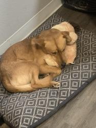 Lost Male Dog last seen John Glenn elementary , San Antonio, TX 78227