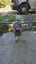 Reunited Male Cat last seen College of Idaho, Caldwell, ID 83605