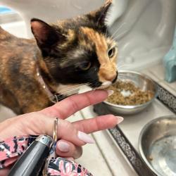 Found/Stray Female Cat last seen Boca Del Mar Dr , Boca Raton, FL 33433