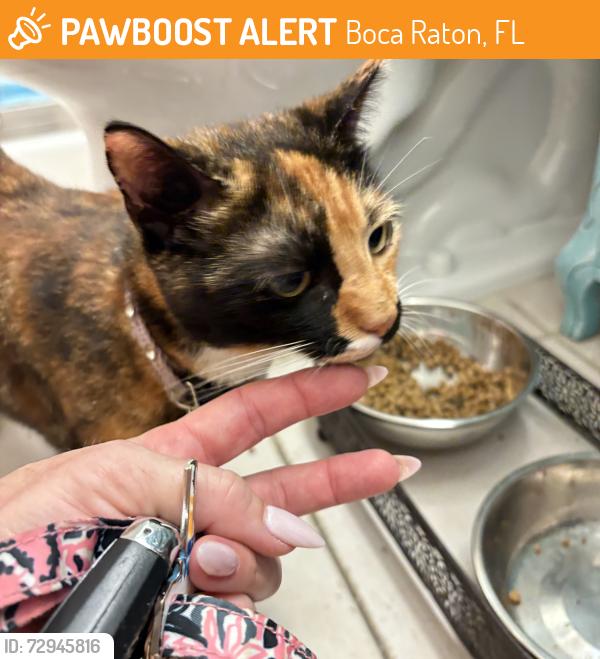 Found/Stray Female Cat last seen Boca Del Mar Dr , Boca Raton, FL 33433