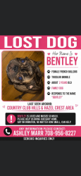 Lost Female Dog last seen Flossmoor Rd, Country Club Hills, IL 60478
