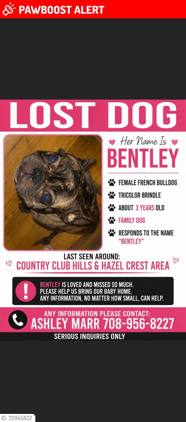 Lost Female Dog last seen Flossmoor Rd, Country Club Hills, IL 60478