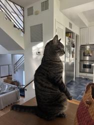 Reunited Male Cat last seen pacific and 11th streets, Santa Monica, CA 90405