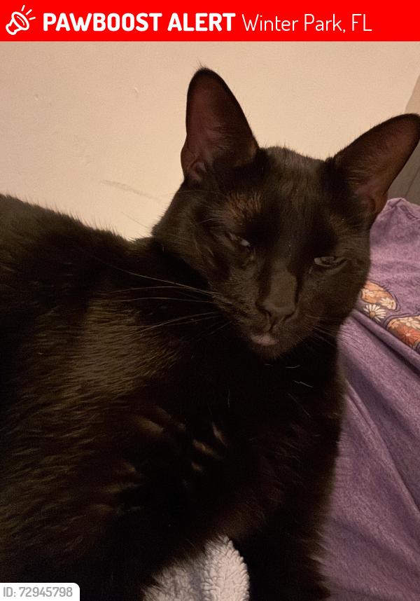 Lost Male Cat last seen Old Howell Branch Rd and Country Place, Winter Park, FL 32792