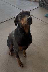 Reunited Male Dog last seen 11th Ave, Hesperia, CA, USA, Hesperia, CA 92340